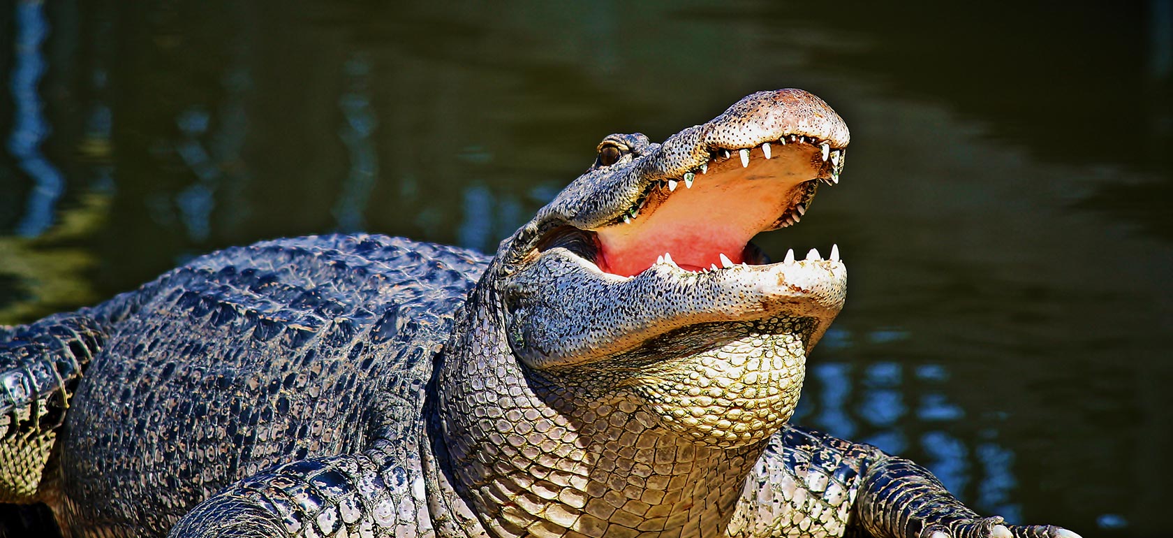 /Orlando/Classificaties/attractions/gatorland-and-zip-line-fun/Gatorland-1512052228.jpg Gatorland and Zip Line Fun!
