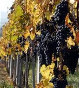 Petit tour de vin Carpathien 