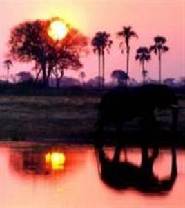 Safari nocturne Safari nocturne