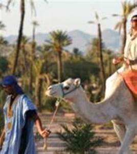 Paseo a Camello en Marrakech Paseo a Camello en Marrakech