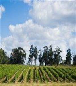 Cantine Yarra Valley Cantine Yarra Valley