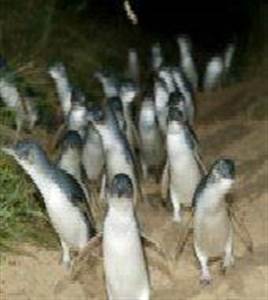 Parata dei Pinguini con Pinguini Plus Parata dei Pinguini con Pinguini Plus