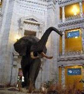 Museu Americano da Historia Natural Museu Americano da Historia Natural