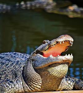 Gatorland and Zip Line Fun! Gatorland and Zip Line Fun!