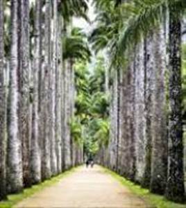 Regenwald Jeep Tour mit Botanischen Garten Regenwald Jeep Tour mit Botanischen Garten