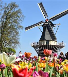 Ausflug zum Keukenhof & Blumenfelder aus Den Haag Ausflug zum Keukenhof & Blumenfelder aus Den Haag