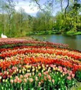 Keukenhof Tour from Rotterdam Keukenhof Tour from Rotterdam