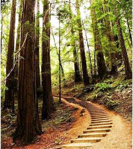 Muir Woods & Sausalito Tour