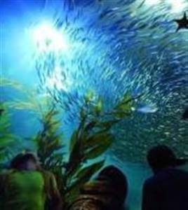 Gran tour della città + Aquarium of the Bay Gran tour della città + Aquarium of the Bay