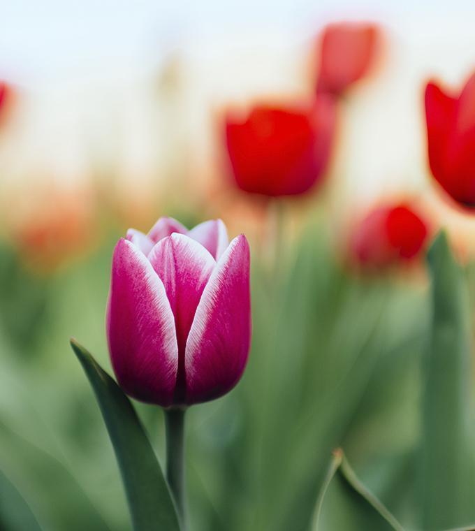 Ónibus + Entrada sem filas em Keukenhof 2019 Ónibus + Entrada sem filas em Keukenhof 2019