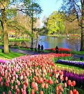 Keukenhof 2019 - Omiń kolejkę! Keukenhof 2019 - Omiń kolejkę!