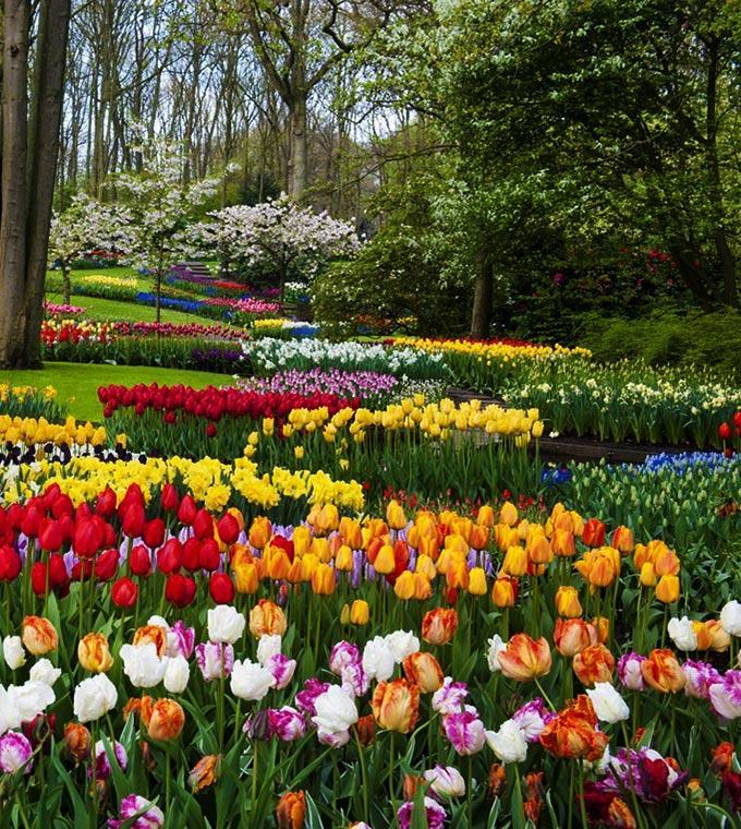 Keukenhof 2019 Skip the line Tickets Keukenhof 2019 Skip the line Tickets