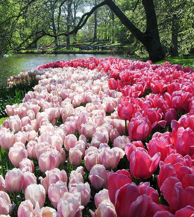 Tour des Jardins de Keukenhof Tour des Jardins de Keukenhof