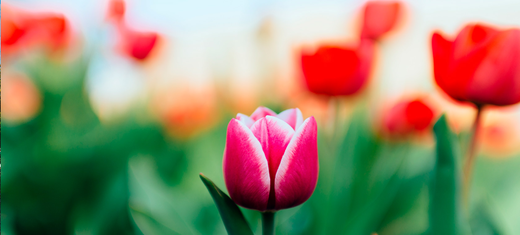 /amsterdam/classificaties/keukenhof/bus-skip-the-line-entrance-keukenhof-2019-and-flower-card/keukenhof_1680x770-1509089130-1547642067.jpg Bus + Skip the line entrance Keukenhof 2019 season