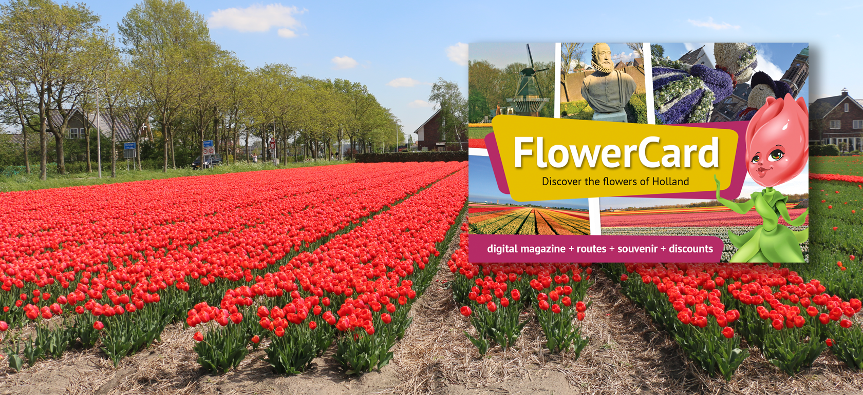 /amsterdam/classificaties/keukenhof/keukenhof-flower-tour/FlowerCard_header-1547806982.png FlowerCard