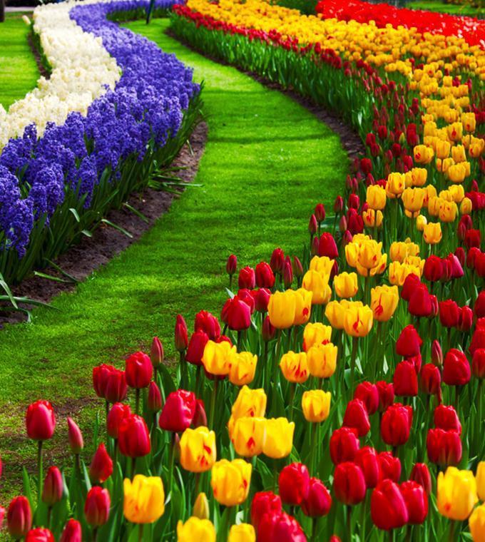 Keukenhof e Zaanse Schans com guia brasileiro Keukenhof e Zaanse Schans com guia brasileiro