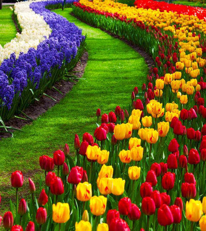 Keukenhof and Zaanse Schans with English Guide Keukenhof and Zaanse Schans with English Guide