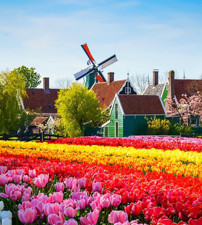 Keukenhof Tour from Rotterdam & The Hague Keukenhof Tour from Rotterdam & The Hague
