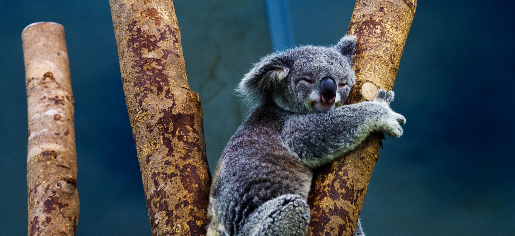 /attractions/wildlife-encounters/KOALA-1512039448.jpg Wildlife Encounters