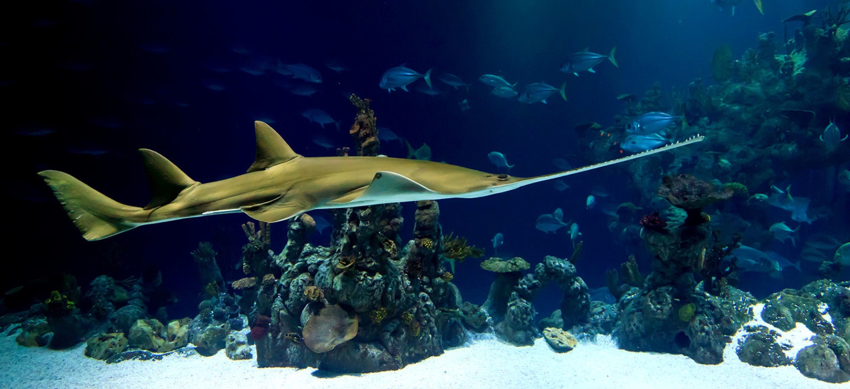 /barcelona/classificaties/atracciones/laquarium-barcelona/AQUARIUM-HEADER-1510561699-1517931532.jpg L' Aquarium Barcelona