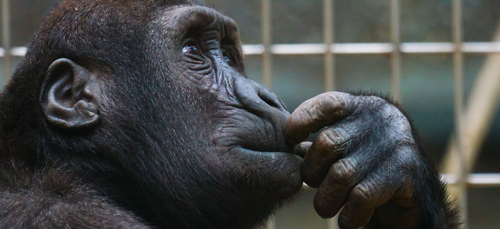 /barcelona/classificaties/attractions/barcelona-zoo/zoo-1509019287.jpg Barcelona Zoo