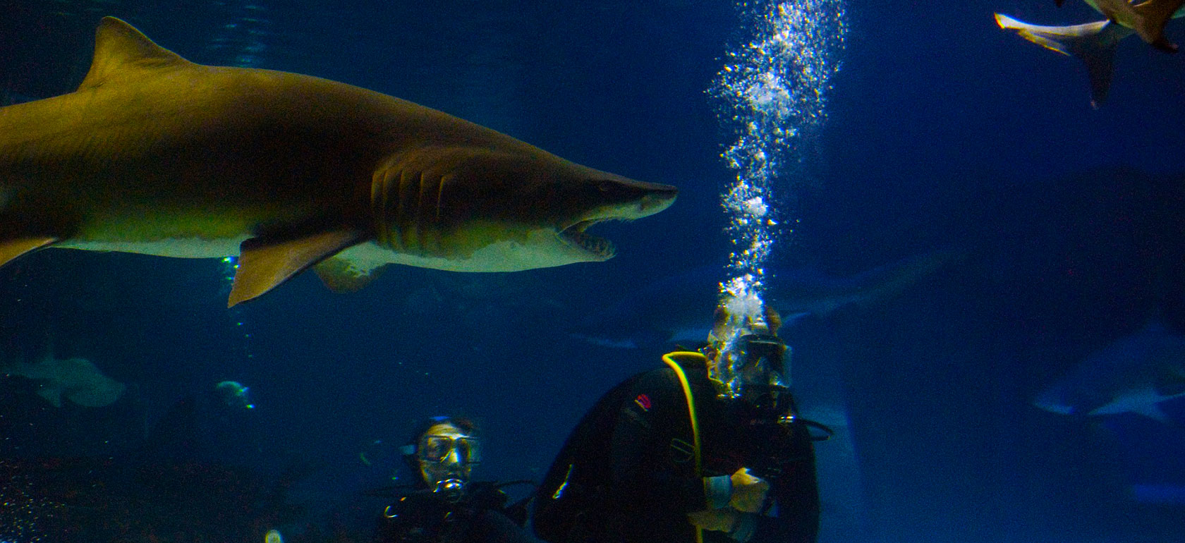 /barcelona/classificaties/attractions/diving-with-sharks/SHARKS-1510268400.jpg DIVING WITH SHARKS