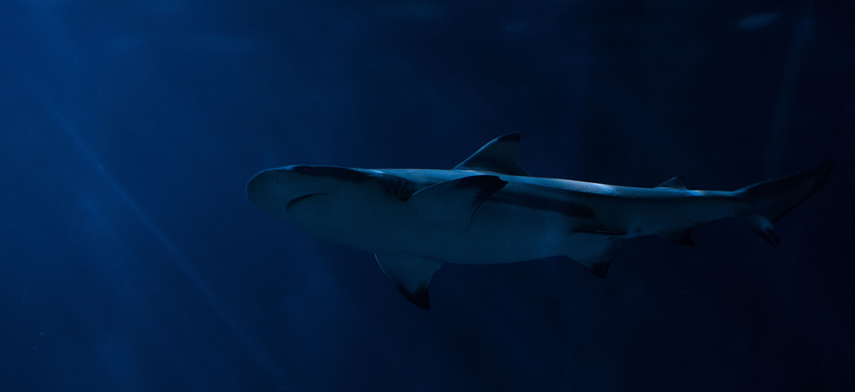 /barcelona/classificaties/attractions/shark-cage-diving/SHARK-DIVING-1510268400.jpg SHARK CAGE DIVING
