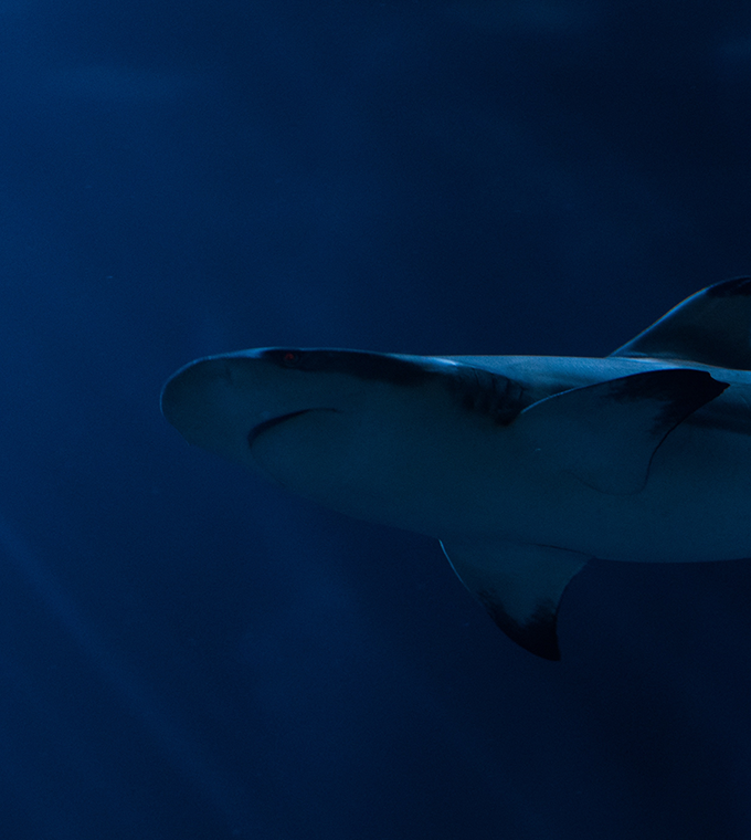 SHARK CAGE DIVING SHARK CAGE DIVING