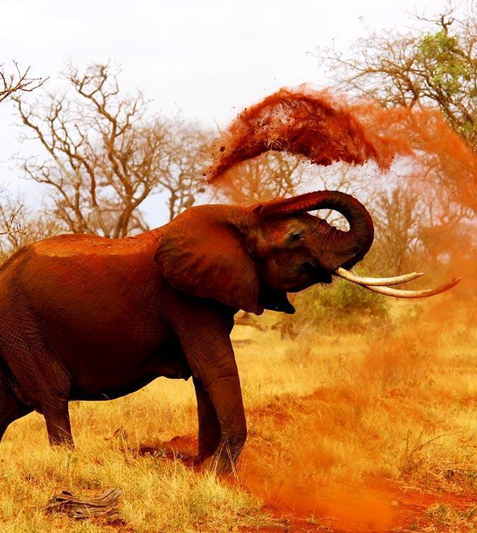Safari dagtrip Safari dagtrip