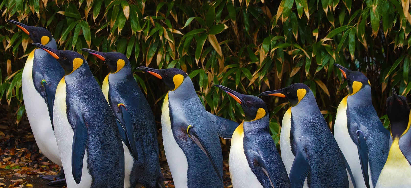 /city-tours/penguin-parade-with-penguins-plus/PENGUINS-1512039650.jpg Penguin Parade with Penguins Plus