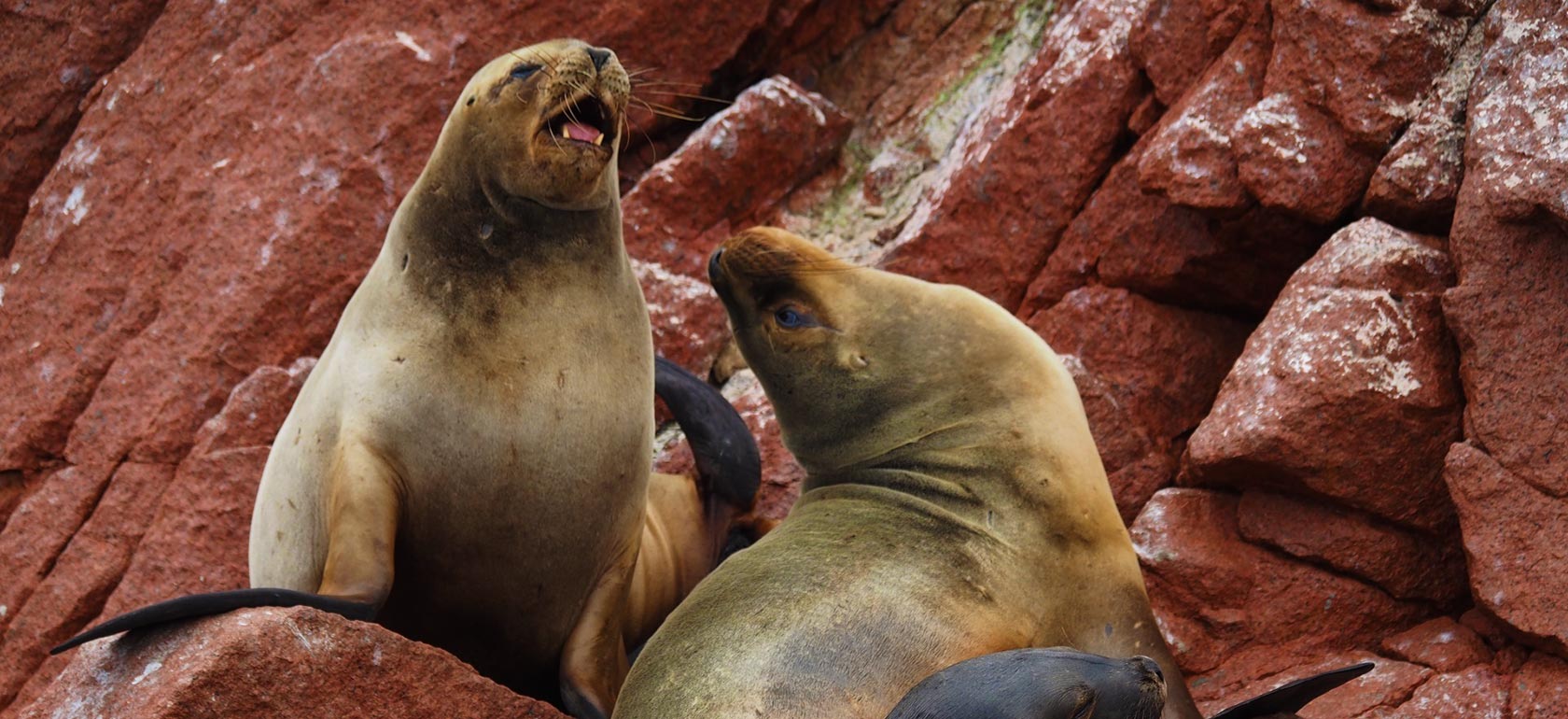 /cruises/grand-penguins-with-seal-rocks-cruise-/SEAL-ROCKS-1512038822.jpg Grand Penguins with Seal Rocks Cruise