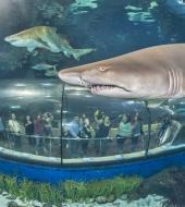 L'Aquarium de Barcelone L'Aquarium de Barcelone