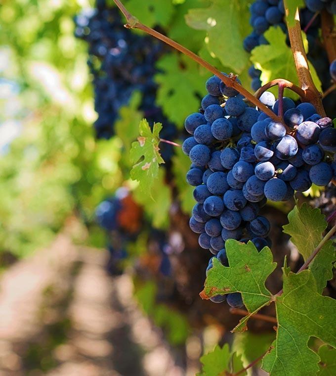 Tour Privado Arrábida com Prova de Vinho Tour Privado Arrábida com Prova de Vinho
