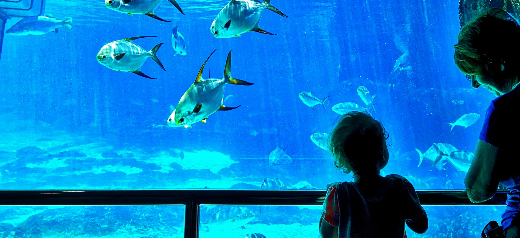 /lisbon/Classificaties/atrakcje/oceanariodelisboa/OCEANARIUM-2-1522234461.jpg Oceanário de Lisboa