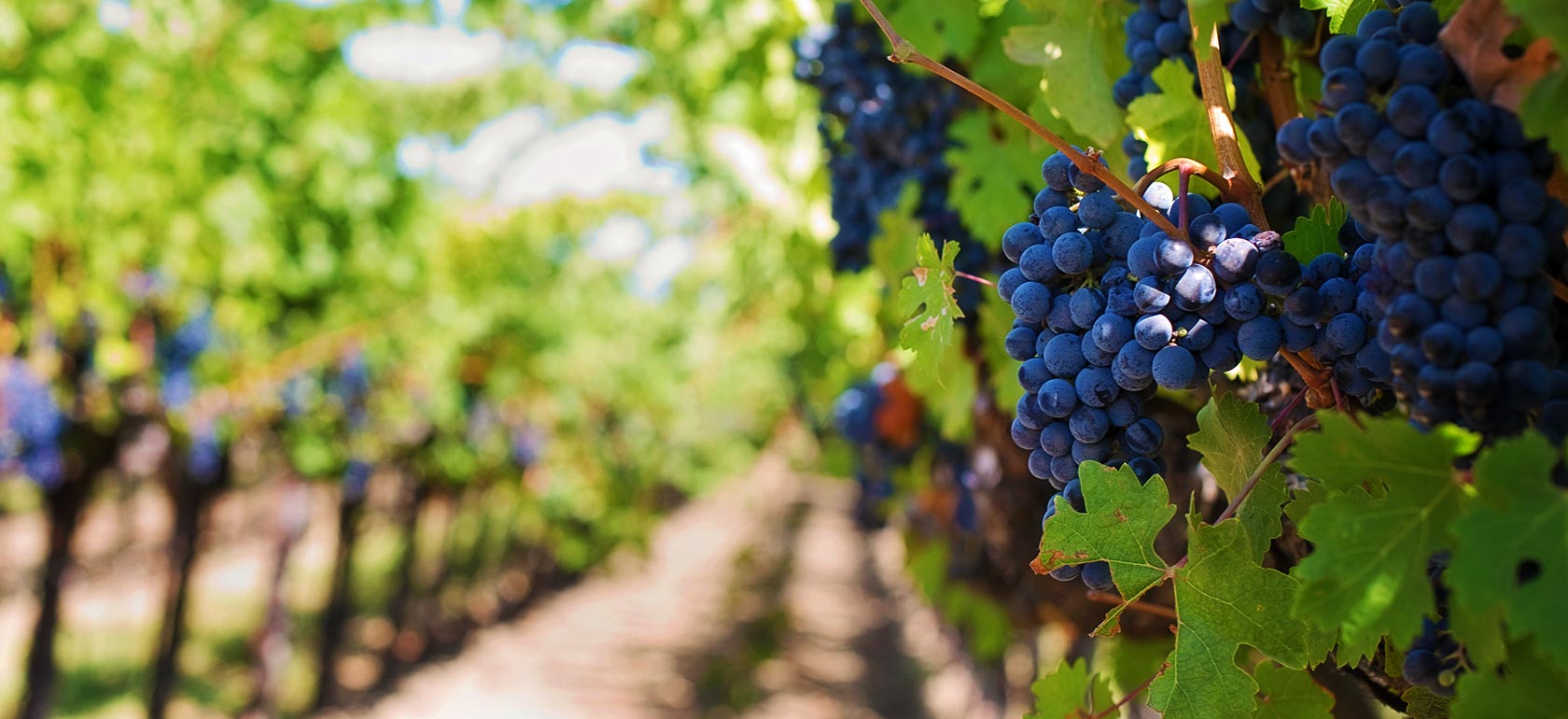 /lisbon/Classificaties/attractions/wine-tour-arrabida-with-wine-tasting/WINE-TEST-1511446177.jpg Private Wine Tour Arrábida with Wine Tasting