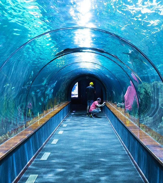 Aquario Sea Life London Aquario Sea Life London