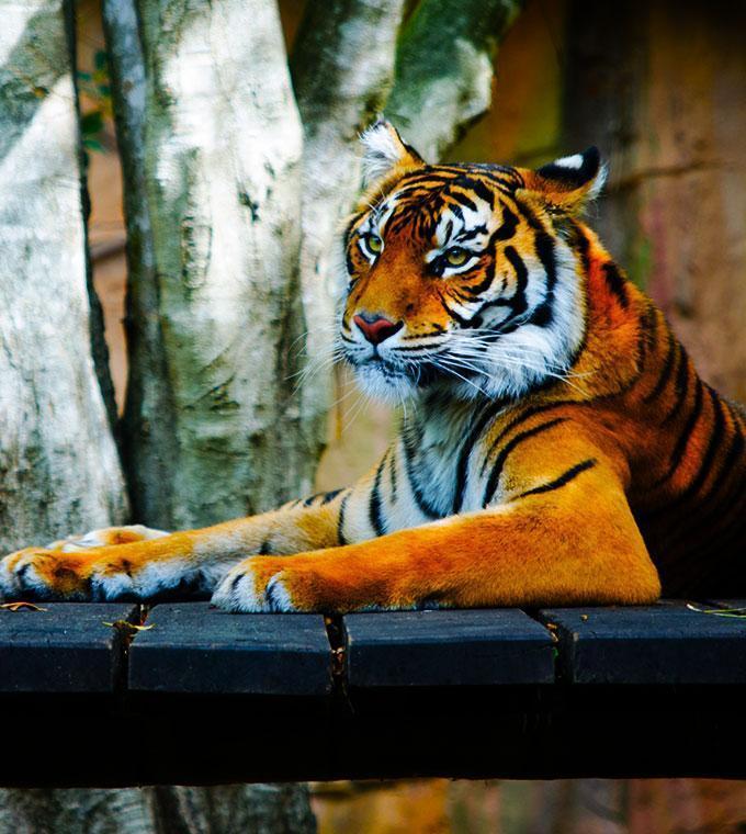 Zoo de Londres Zoo de Londres