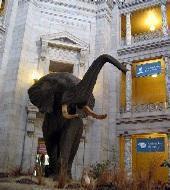 American Museum of Natural History American Museum of Natural History