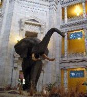 american-museum-of-natural-history_small.jpg Американский музей естественной истории