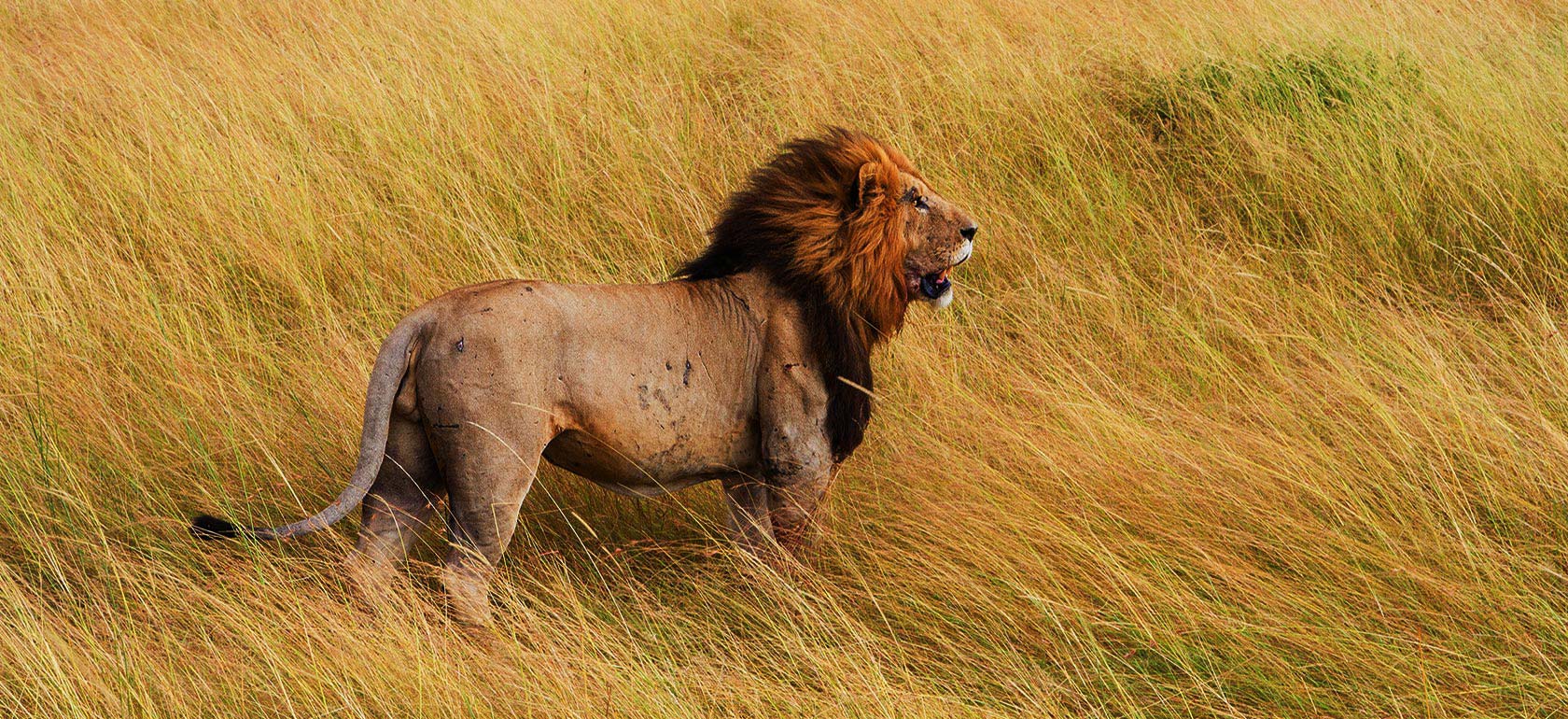 /safari-tours-en/combo-safari/SAFARI-1516360565.jpg Combo Safari