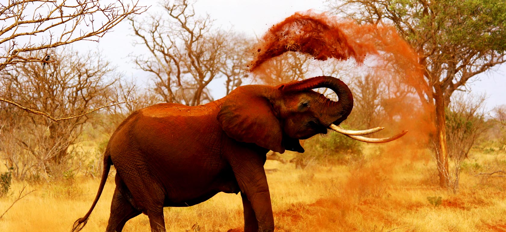 /safari-tours-en/day-trip-safari/SAFARI-1511351392.jpg Day Trip Safari
