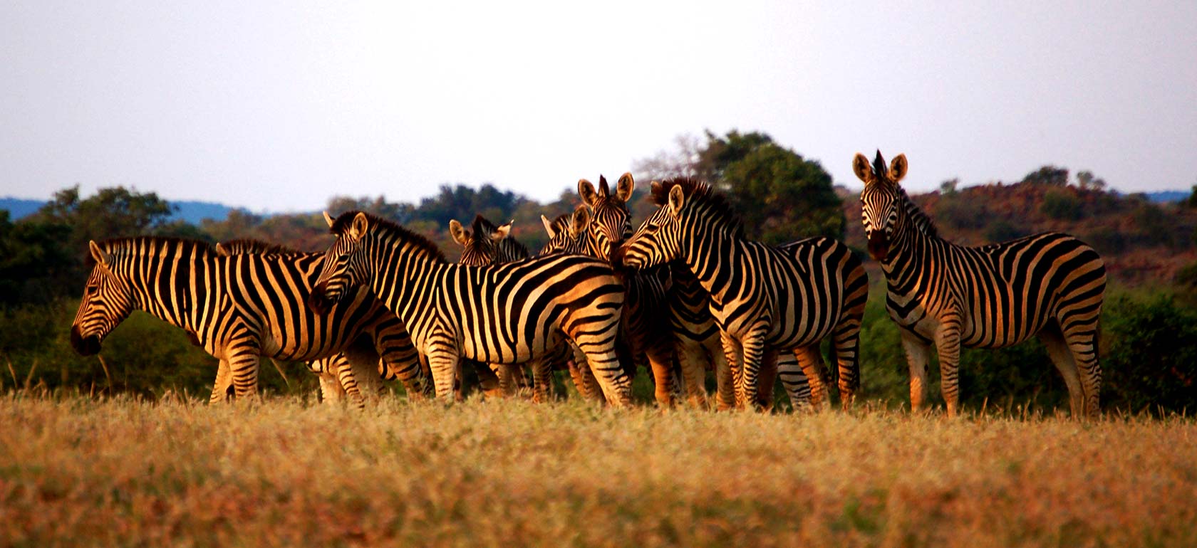 /safari-tours-en/horseback-safari-/HORSE-SAFARI-1516361139.jpg Horseback Safari