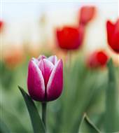 Bus + Skip the line entrance Keukenhof 2019 Bus + Skip the line entrance Keukenhof 2019