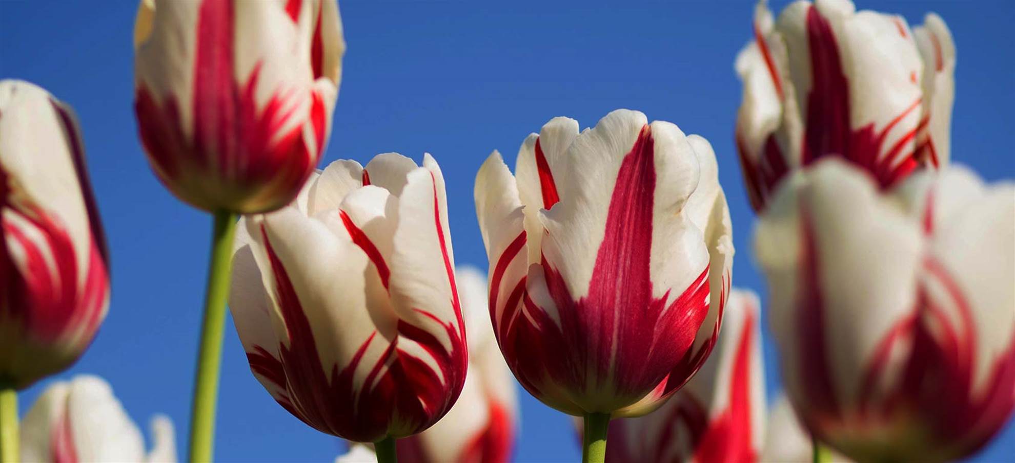 /amsterdam/classificaties/attractions/keukenhof-skip-the-line/keu-1515055622.jpg Keukenhof 2020 Skip the line Tickets