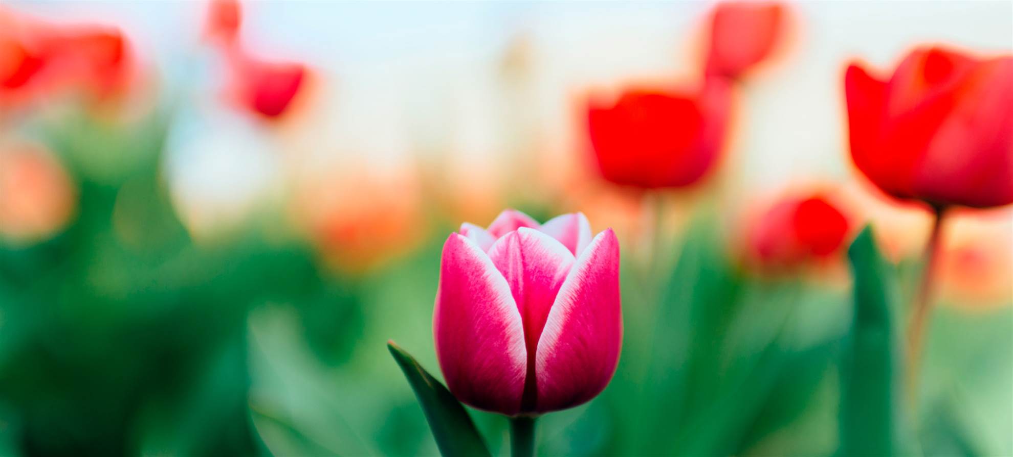 /amsterdam/classificaties/attractions/public-transportation-and-keukenhof-entrance/keukenhof-header-picture-1578855136.jpg Bus + Skip the line entrance Keukenhof 2020