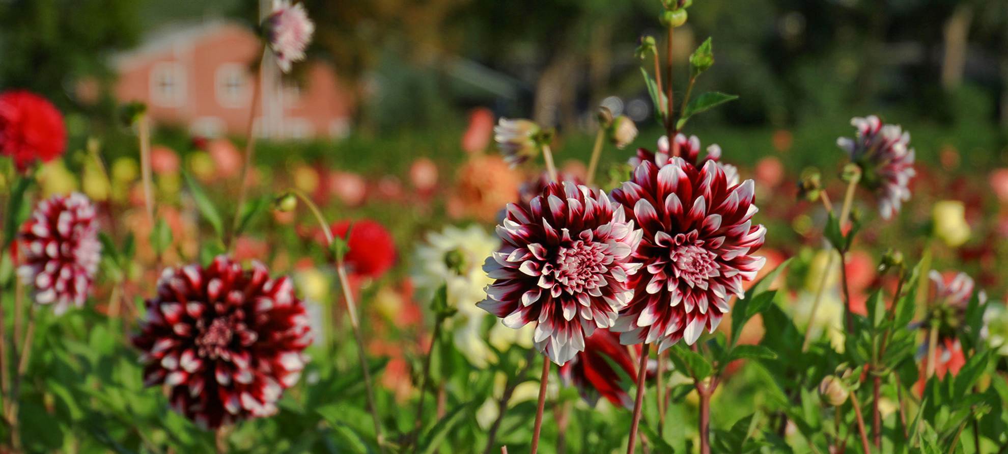 /amsterdam/classificaties/keukenhof/begleitete-fahrradtour-rundum-den-dahlienfelder/flowerheader-1590053715-1592473543.jpg Begleitete Fahrradtour rundum den Dahlienfelder