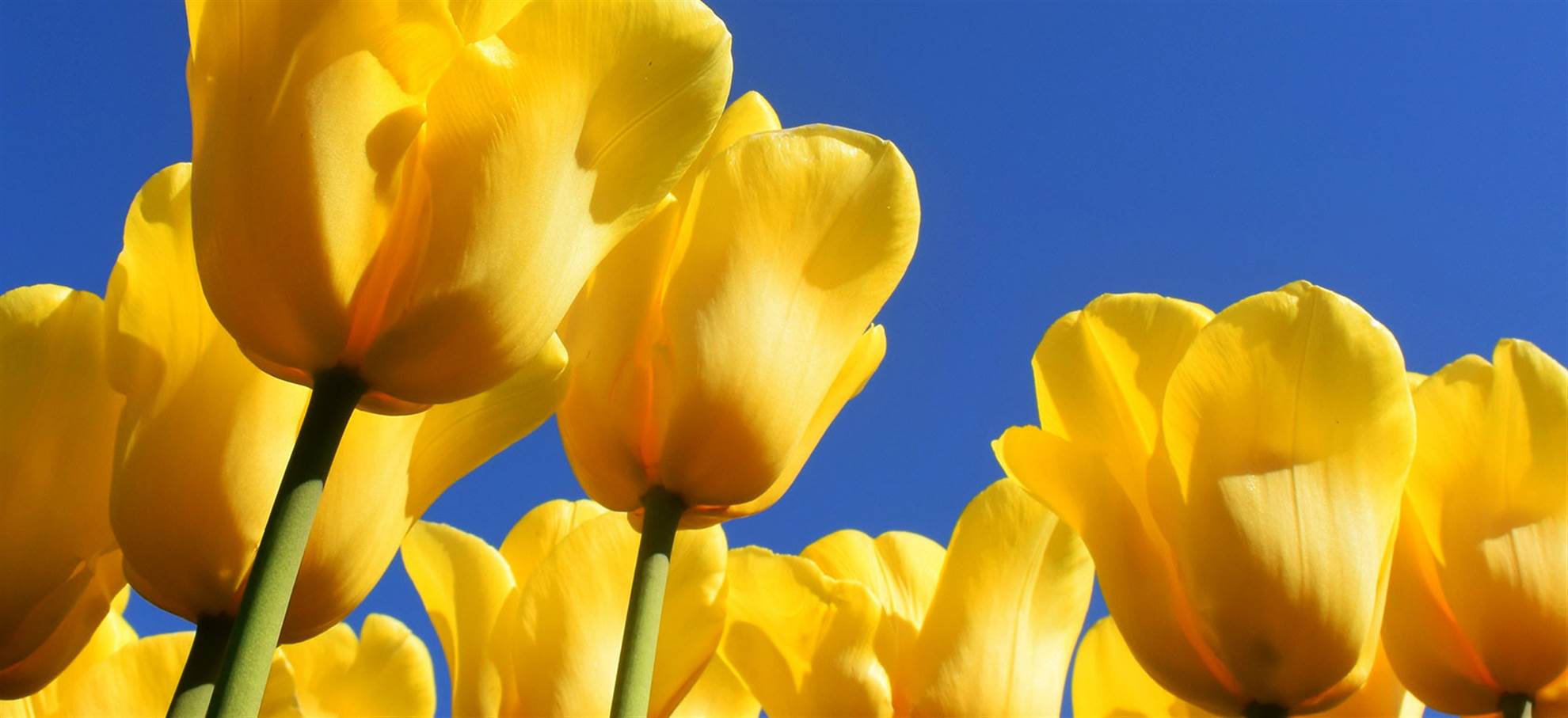 /amsterdam/classificaties/keukenhof/excursion-a-keukenhof-et-zaanse-y-compris-adam-lookout/keuk-adam-header-1548939981.jpg Excursion d'une journée à Keukenhof et Zaanse y compris A'DAM Lookout (Hors saison)