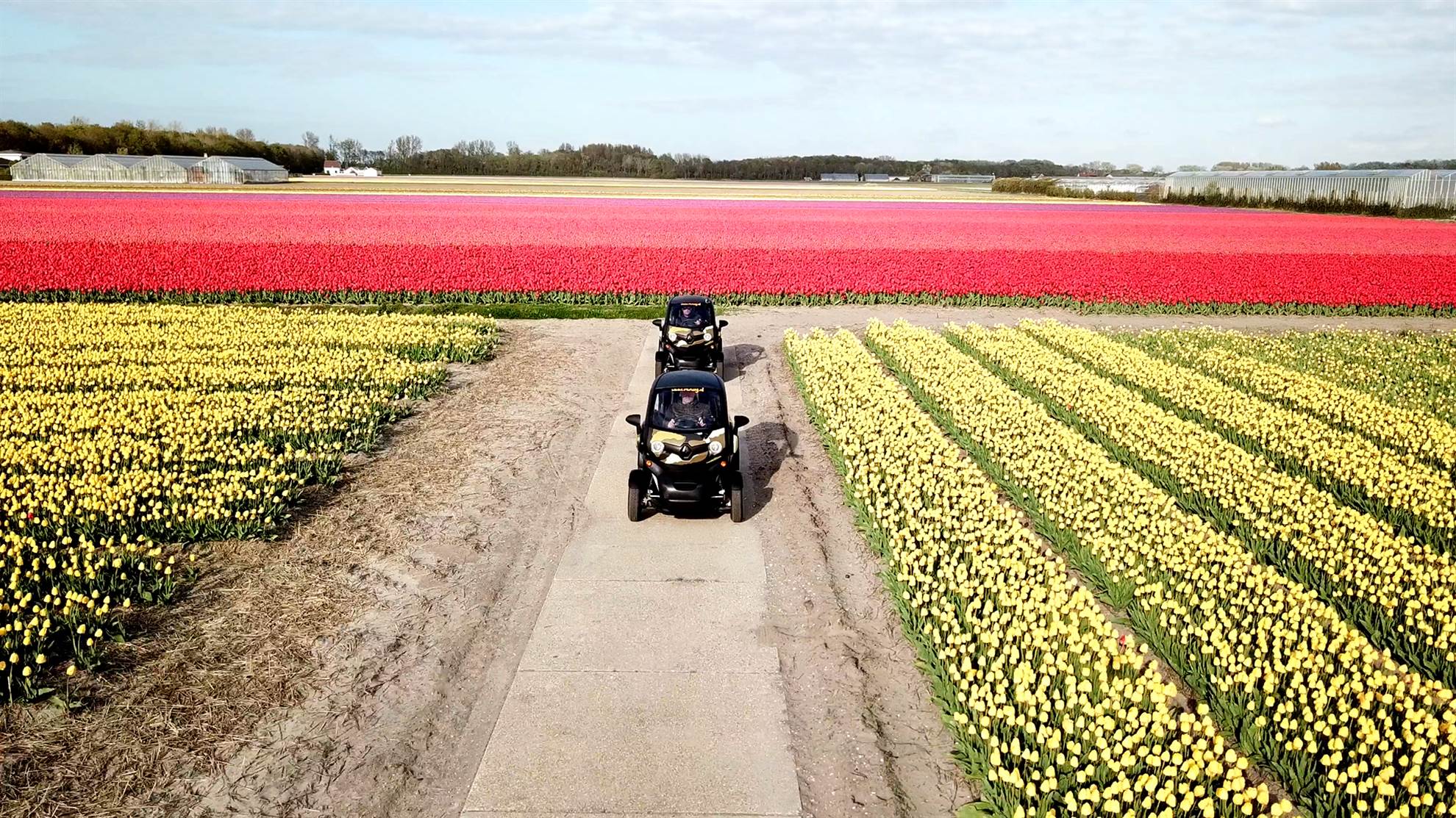 /amsterdam/classificaties/keukenhof/flowerfield-experience-with-electric-vehicle-gps-and-audioguide-included/renzy_6_tulip_new-1545406165.jpg Flowerfield Experience with Electric Vehicle - GPS and Audioguide