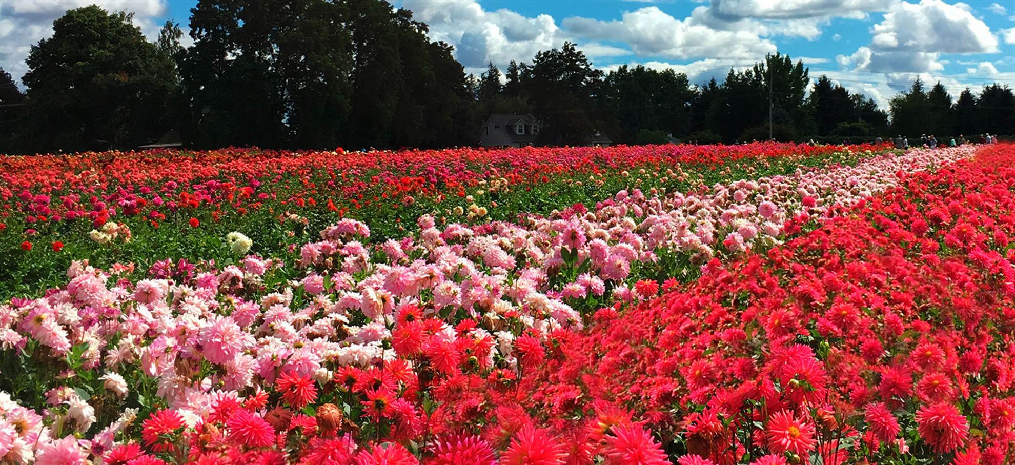 /amsterdam/classificaties/keukenhof/tour-por-campos-de-flores-de-dalias/dahlia_flowers_5--header-1561711786-1562144449.jpg Tour de audio GPS por los campos de flores de Dalías