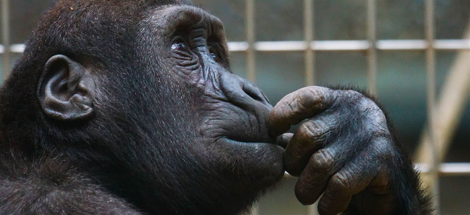 /barcelona/classificaties/attractions/barcelona-zoo/zoo-1509019287.jpg Barcelona Zoo